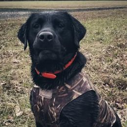 Labrador Retrievers from Rachael Cunningham's Labrador Retrievers