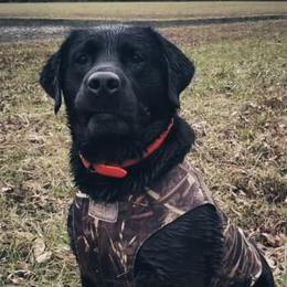 Labrador Retrievers from Rachael Cunningham's Labrador Retrievers