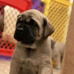 Mastiffs from Hickory Creek Mastiffs