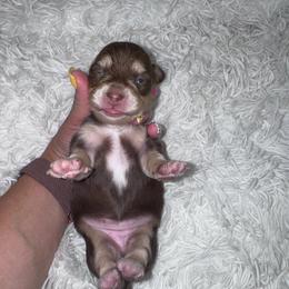 Brownie - Chocolate and Cream - Chocolate and cream female Dachshund puppy in Little Elm, Texas from HotDachs