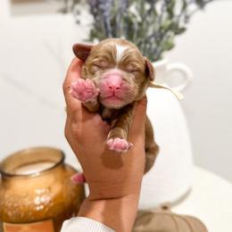 Mickey - Caramel ice male Australian Labradoodle puppy in Palmdale, California from Pixie Doodle Paws