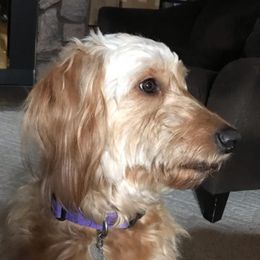 Goldendoodles from Merry R Goldendoodles