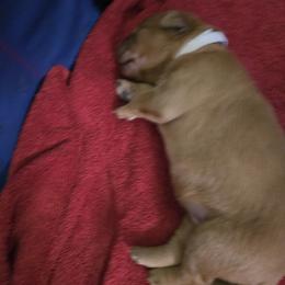 Golden Retriever Puppies from Mountain View Kennel