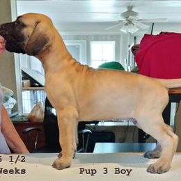 Great Dane Puppies from Drogheda Great Danes