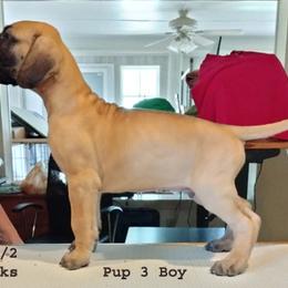 Great Dane Puppies from Drogheda Great Danes