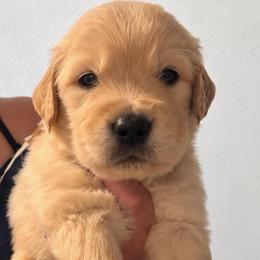 2nd pick boy - Golden male Golden Retriever puppy in Fresno, California from Warwick’s Central California Goldens