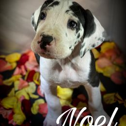 Great Dane Puppies from Sarabi’s Pride of Danes