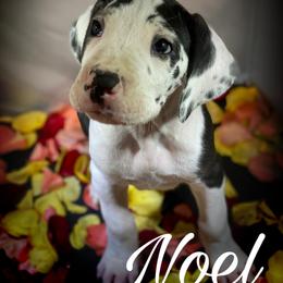 Great Dane Puppies from Sarabi’s Pride of Danes