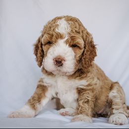 Goldendoodle Puppies from Lover Dover Doodles