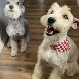 Miniature Schnauzers from Larios,s