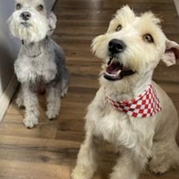Miniature Schnauzers from Larios,s