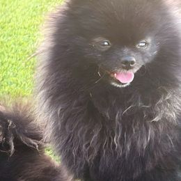 Maleficent - Pomeranian
