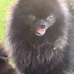Maleficent - Pomeranian