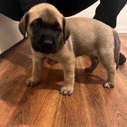 Mastiff Puppies from FrontlineK9 Boarding & Training LLC