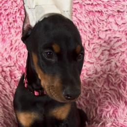 Girl 2 - Black and rust female Doberman Pinscher puppy in Centralia, Missouri from TopSpots Farm