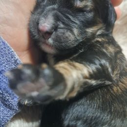 Hope - Chocolate merle female Bernedoodle puppy in Lafayette, Alabama from Williams Lake Doodles