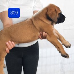 AKC PUP 309 - Apricot male Mastiff puppy in Ava, Missouri from Ozark Mountain Mastiffs