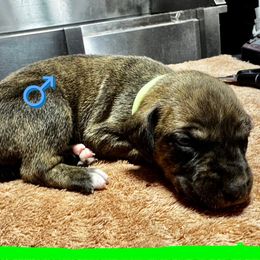 Green Collar (Brindle) - Brindle male Mountain Cur puppy in Georgetown, Ohio from Walnut Ridge Mountain Curs