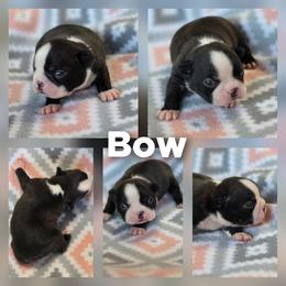 Bow - Black brindle and white male Boston Terrier puppy in Billings, Missouri from Azaleas Euro Boxers & Boston Terriers