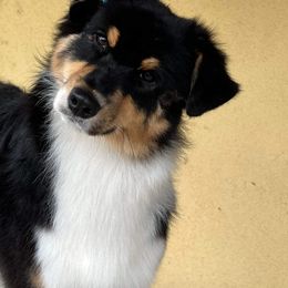 Australian Shepherd Puppies from Trinity Aussies