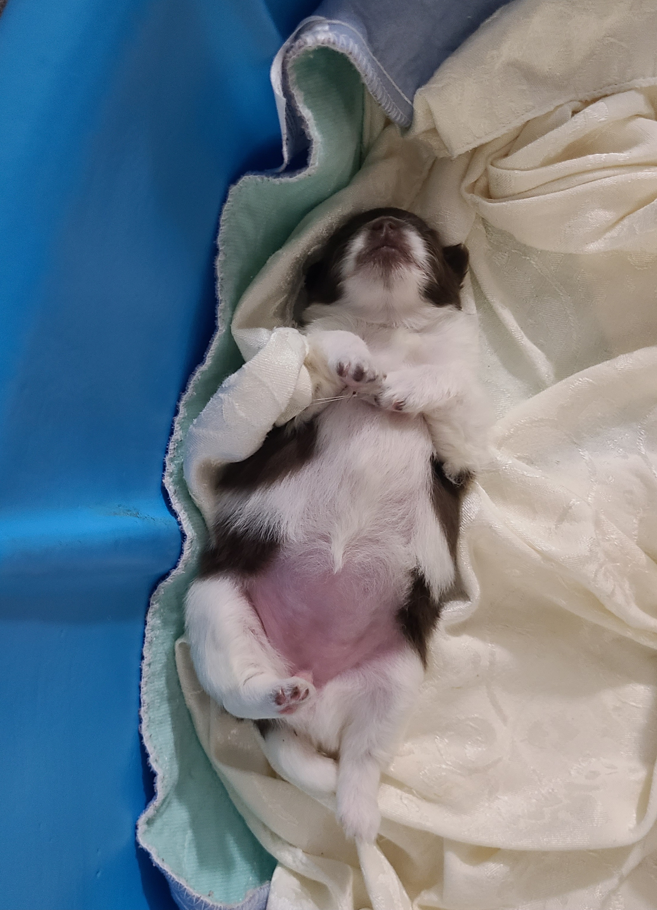 Pomeranian Puppies from Merri's Pom's