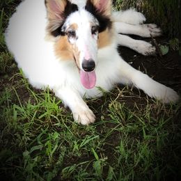 Luna - Blue merle and white Collie puppy in Waterville, Iowa from Lisa’s Lassies