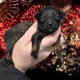 Sparkle - Black and tan female Yorkipoo puppy in Coshocton, Ohio from Forever Family Puppies