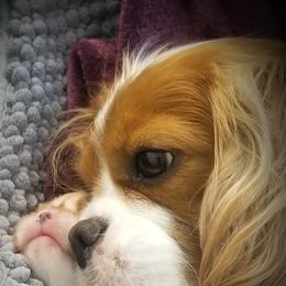 Cavalier King Charles Spaniel All Grown Up from Medlin Hills Cavaliers