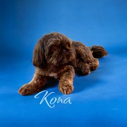 Kona - Shih Tzu