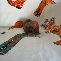 Tiny - Red male Dachshund puppy in Borger, Texas from Panhandle CKC Dachshunds