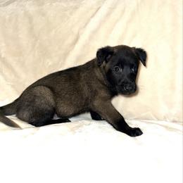 Red Collar - Mahogany male Belgian Malinois puppy in Trenton, Georgia from Laeknir K9