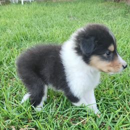 Arthur - Black white and tan male Collie puppy in Bellflower, California from Prime Star Collies