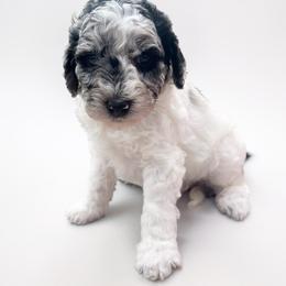 Sky blue merle - Blue merle female Aussiedoodle puppy in Clarkston, Washington from Doodle & Poodle Palace