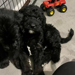 Hawthorn - Black and tan male Assorted Doodle Crosses puppy in Kansas City, Missouri from Beary GoldenDoodles
