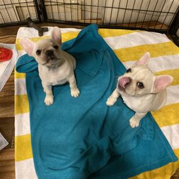 French Bulldog Puppies from Holly Womer