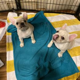 French Bulldog Puppies from Holly Womer