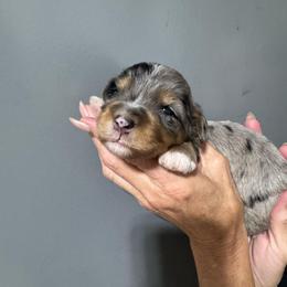 Orange - Blue merle male Bernedoodle puppy in Petersburg, Michigan from Brittany’s Mini Bernedoodles