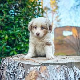 Halo - Red merle female Miniature Australian Shepherd puppy in Shingletown, California from Whiskeytown Aussies