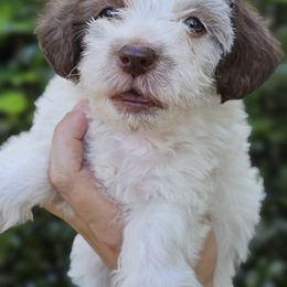 Goldendoodle, Old English Sheepdog, Poodle, Schnoodle, and Sheepadoodle Puppies from For the LOVE of Poodles and Doodles