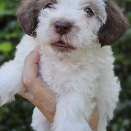 Goldendoodle, Old English Sheepdog, Poodle, Schnoodle, and Sheepadoodle Puppies from For the LOVE of Poodles and Doodles