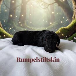 Rumpelstiltskin - Sable male Poodle puppy in Ellenburg Center, New York from Kristin's Puppies