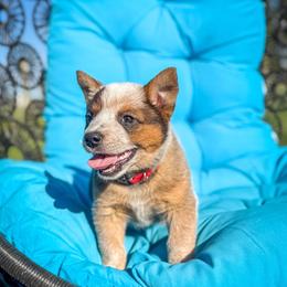 4D Lady N Red - Red speckled female Australian Cattle Dog puppy in Spokane, Washington from 4D Cattle Dogs