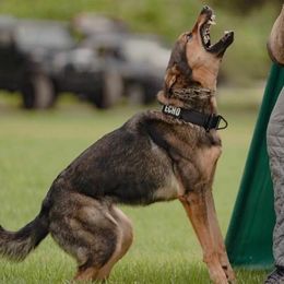 Belgian Malinois and German Shepherds from Haus von Pixar Kennels
