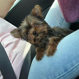 Lucy - Gold female Yorkshire Terrier puppy in Cape Coral, Florida from Katherine’s Yorkies and Poodles