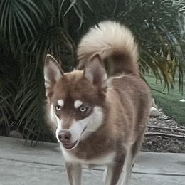 Phoebe - Pomsky