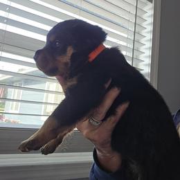 Orange Girl - Black and mahogany female Rottweiler puppy in Lebanon, Oregon from SOUTH SANTIAM ROTTWEILERS