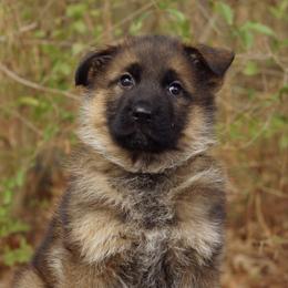 Tulip - Sable female German Shepherd puppy in Middlesex, North Carolina from Ace of Hearts K9’s