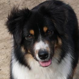 Gemma - Miniature American Shepherd