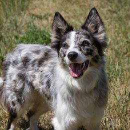 Skye - Border Collie