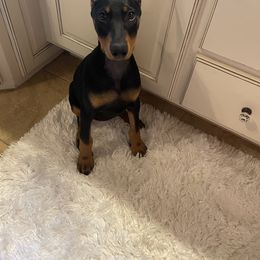 Doberman Pinscher Puppies from Ranchers Companion Doberman Kennel